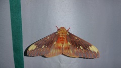Citheronia