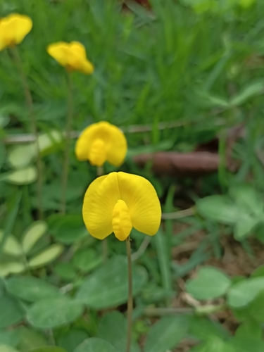 Foto de Amendoim-forrageiro
