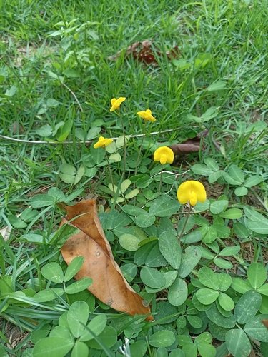 Foto de Amendoim-forrageiro