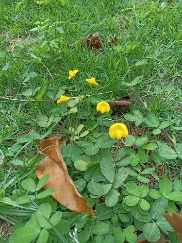 Foto de Amendoim-forrageiro