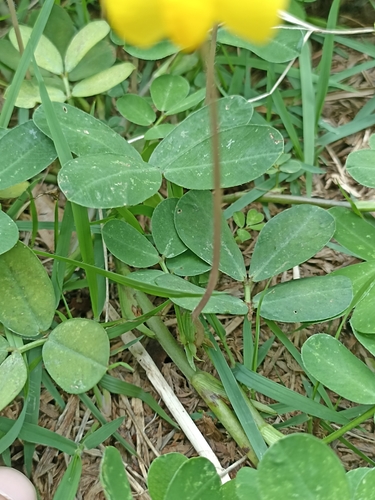 Foto de Amendoim-forrageiro