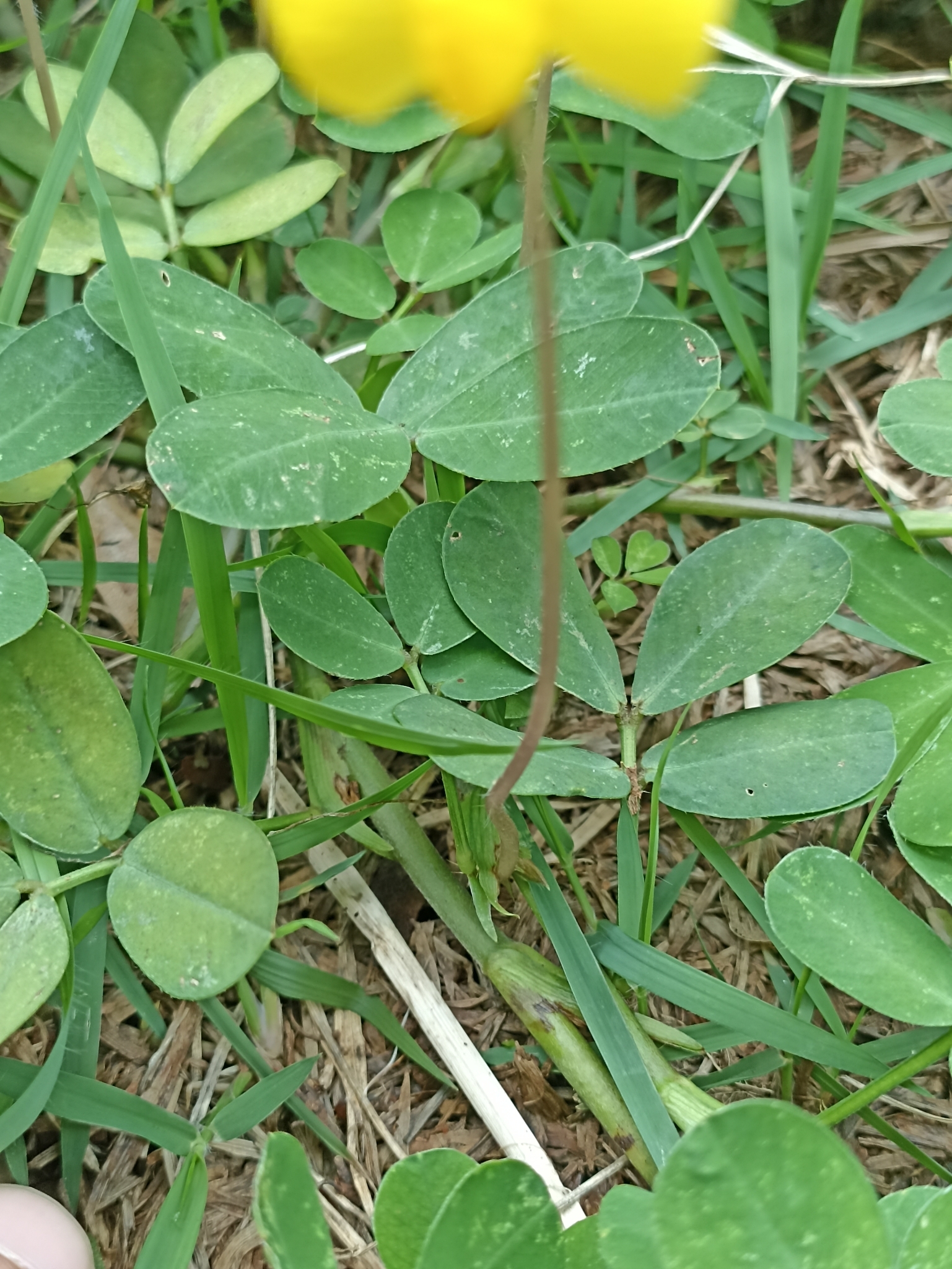 Imagem de Amendoim-forrageiro