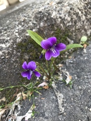 Viola mandshurica