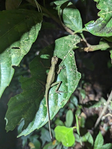 Ornate Earless Agama, Aphaniotis ornata