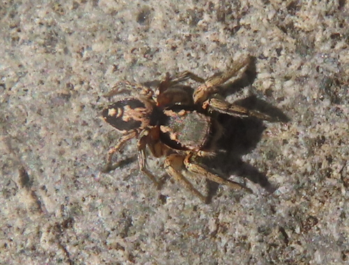 Jumping spider photo 3