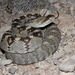 Eastern Black-tailed Rattlesnake - Photo (c) diomedea_exulans_li, some rights reserved (CC BY-NC)