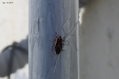 Arocatus pseudosericans