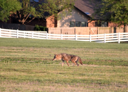 Coyote photographed in Oklahoma