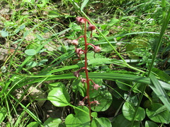 Pyrola asarifolia incarnata