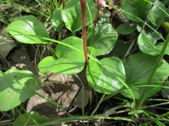 Pyrola asarifolia incarnata
