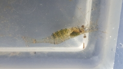 Palaemon kadiakensis