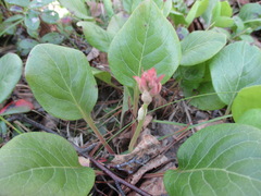 Pyrola asarifolia incarnata