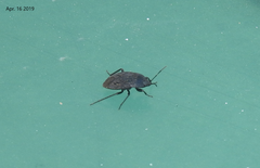 Graptopeltus koreanus