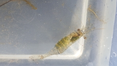 Palaemon kadiakensis