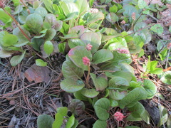 Pyrola asarifolia incarnata