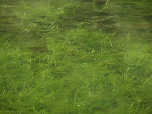 Image of Isoetes taiwanensis by (c) chiuluan, some rights reserved (CC BY)
