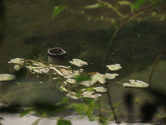 Nymphoides coreana