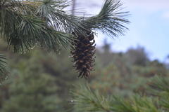 Pinus stylesii