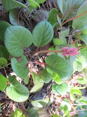 Pyrola asarifolia incarnata