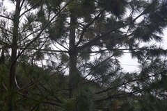 Pinus stylesii