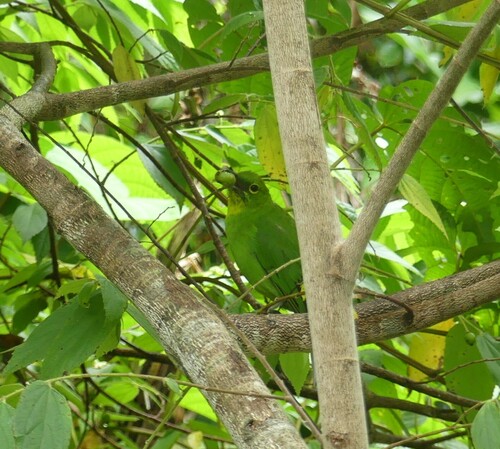 Greater Green Leafbird (Chloropsis sonnerati), photo 7