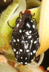 Oxythyrea
