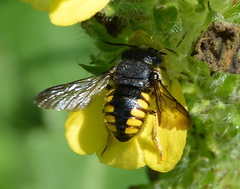 Micranthidium
