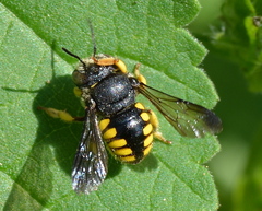 Micranthidium