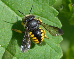 Micranthidium