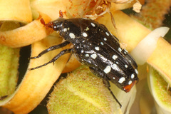 Oxythyrea