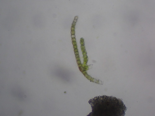 Image of Pterygoneurum kozlovii by (c) Chris Fluit, some rights reserved (CC BY)