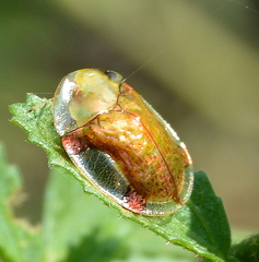 Aspidimorpha quadriremis