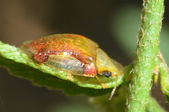 Aspidimorpha quadriremis