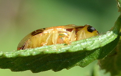 Aspidimorpha quadriremis