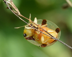 Aspidimorpha quadriremis