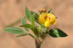 Dalbergieae