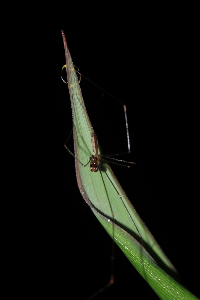Uthina sulawesiensis