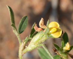 Dalbergieae