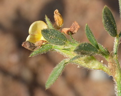 Dalbergieae