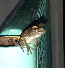 Osteopilus septentrionalis