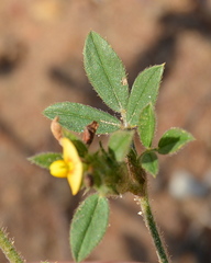 Dalbergieae