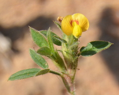 Dalbergieae