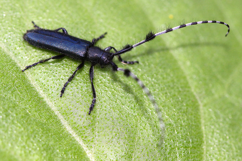 Agapanthia amurensis Kraatz, 1879