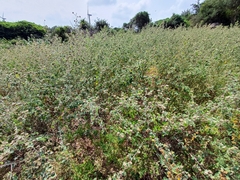 Indian Mallow (Abutilon indicum)