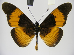 Acraea pseudeuryta