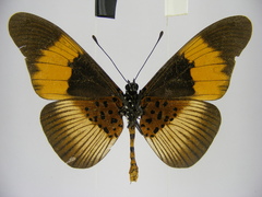 Acraea pseudeuryta