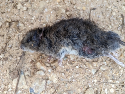 Australian Bush Rat