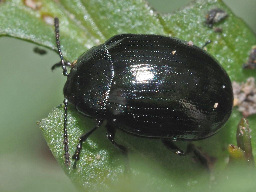 Phaedon armoraciae