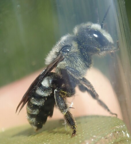 Osmia niveocincta