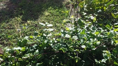Clematis vitalba